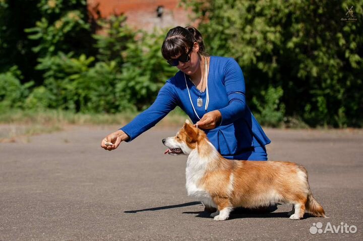 Дрессировка собак. Кинолог