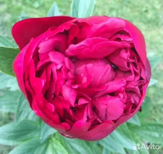 Цветы пионы