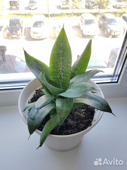 Сансевиерия