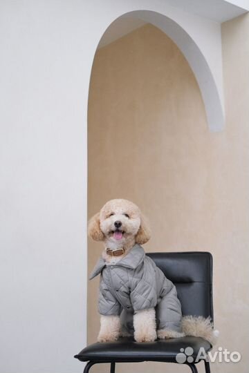 Собака (мальтипу) для фото и видео съемок