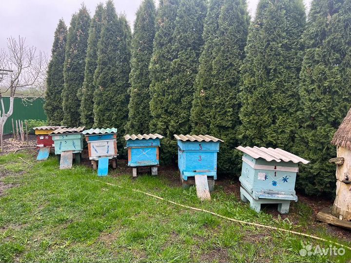 Продам ульи для пчел
