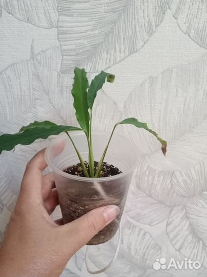 Спатифиллум Морона Сантьяго Morona-Santiago