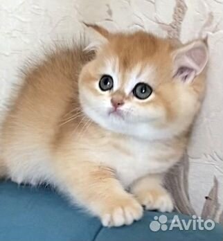 Британские котята