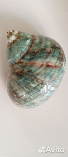 Ракушка морская большая Средиземное море