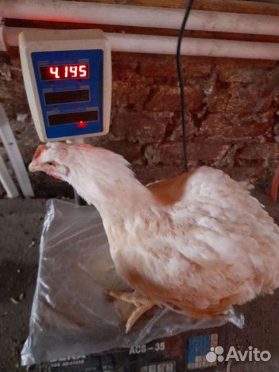 Бройлер домашний