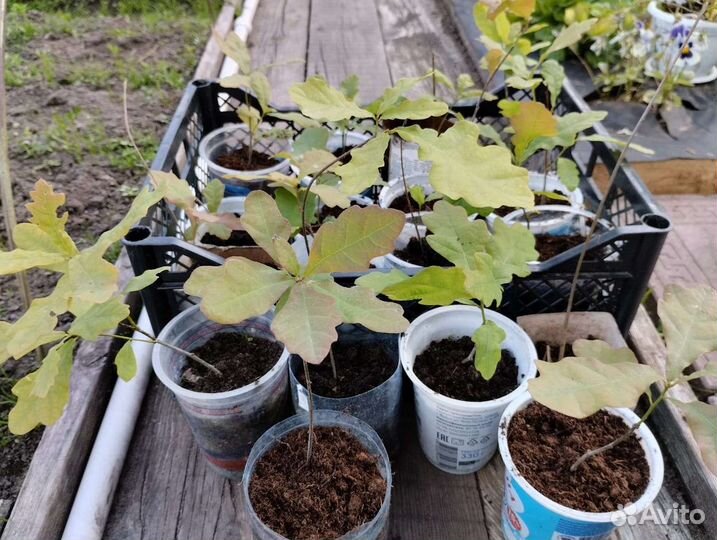 Саженцы дуба