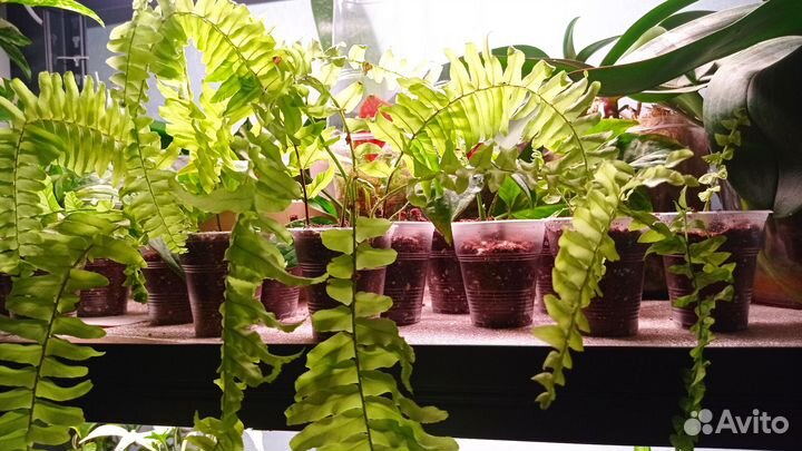 Папоротник Tiger fern