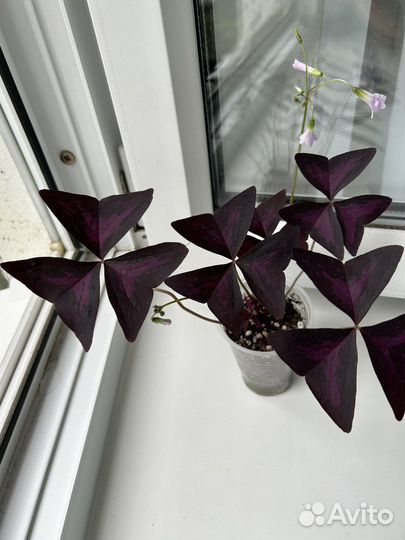 Кислица оксалис