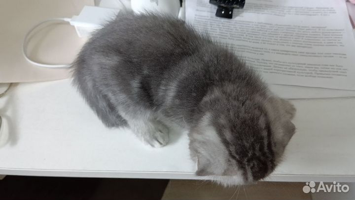 Британские котята