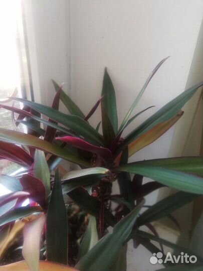 Цветы комнатные