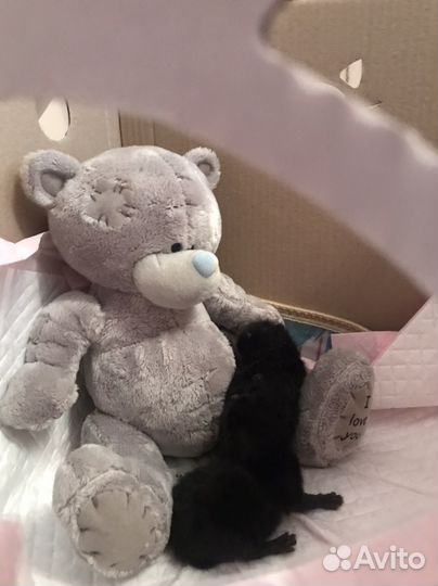 Котята в добрые руки бесплатно