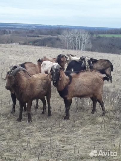 Козел на племя