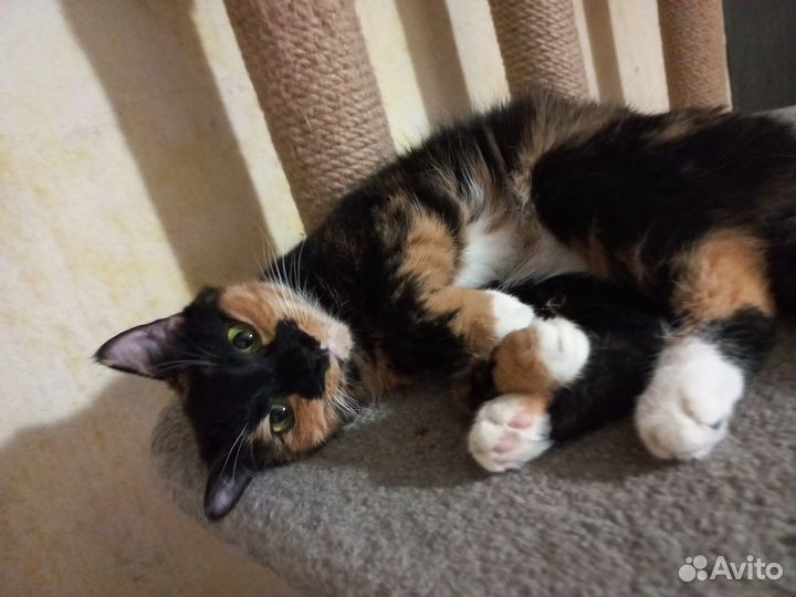 Кошка Маня Мур