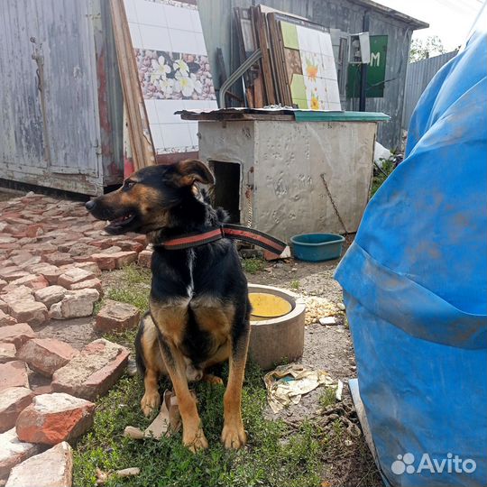 Собака в добрые руки