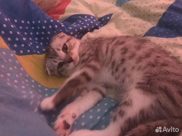 Котята метисы