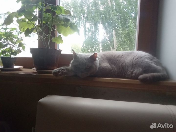 Передержка для животных