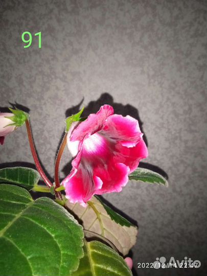 Глоксиния махровая