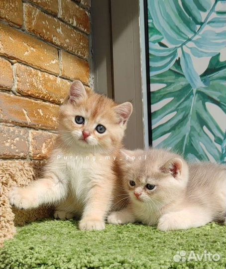 Котята золотая шиншилла, ny11, ау11 (папа 12)