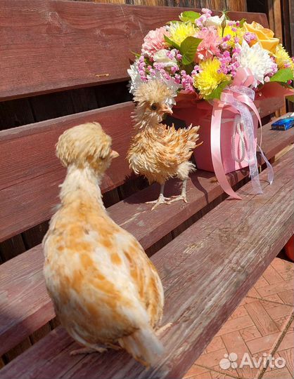 Цыплята Падуан Шамоа