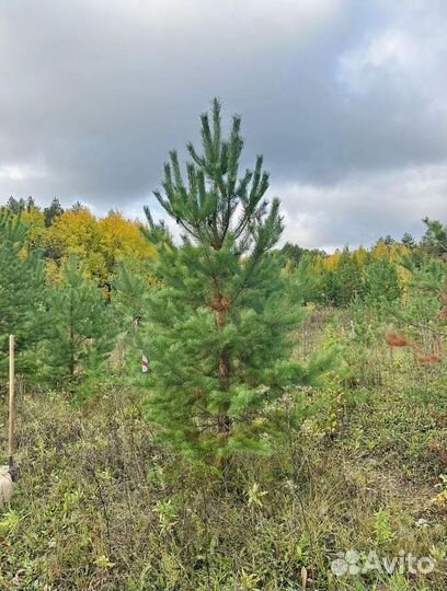 Сосна Обыкновенная саженцы с доставкой