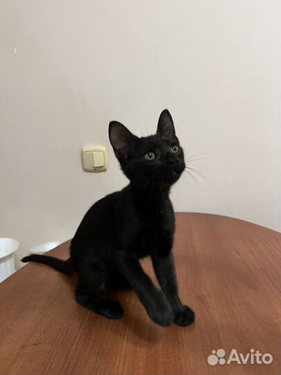 Котенок в добрые руки