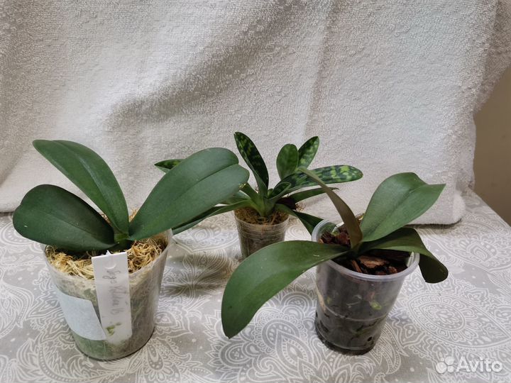 Продам орхидею