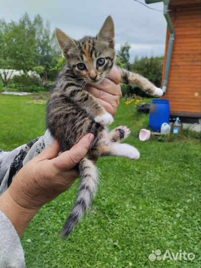 Маленький комочек счастья