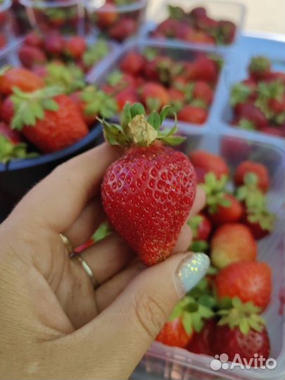 Саженцы ремонтантной клубники Альбион