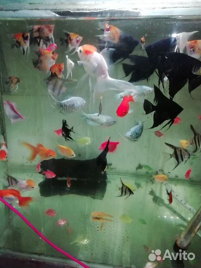 Аквариумные рыбки, водные геоцинты