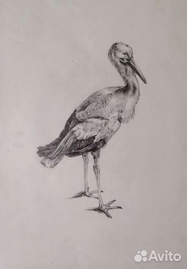 Рисунки, копии Дюрера