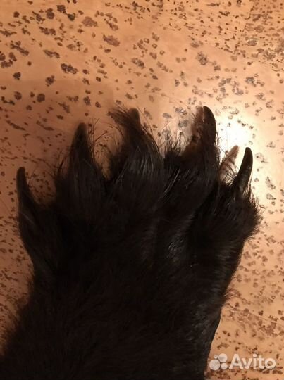 Шкура медведя (ковер, имитация)