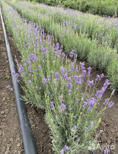 Плодовые деревья,розы, кустарники