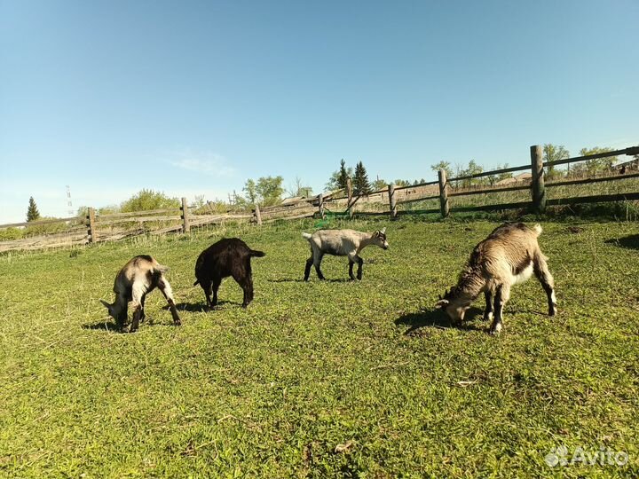 Козлята и подрощенные козы