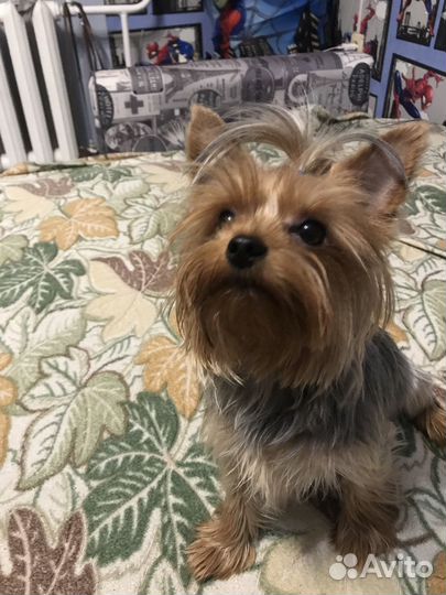 Йоркширский терьер мини