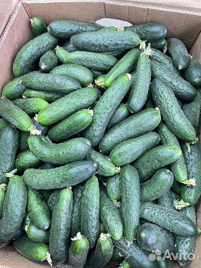 Огурцы маша