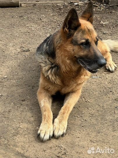 Немецкая овчарка кобель для вязки (без документов)