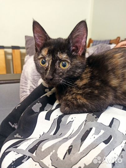 Солнечные котята ищут дом)