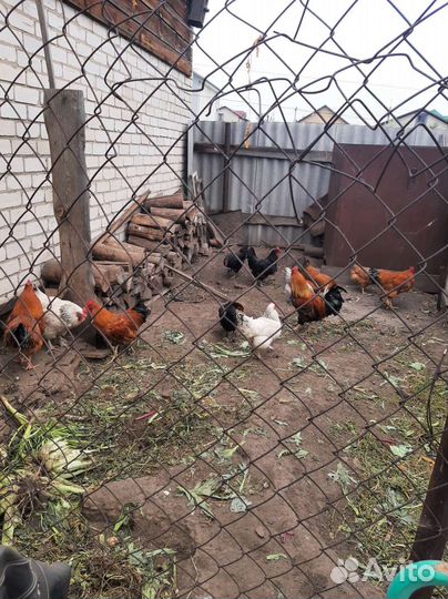 Петуха молодые