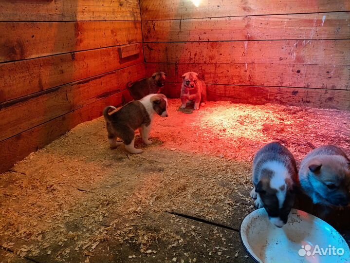 Продам щенков лайки