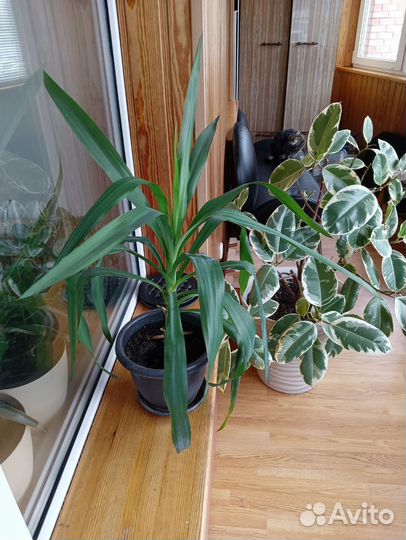 Комнатные цветы