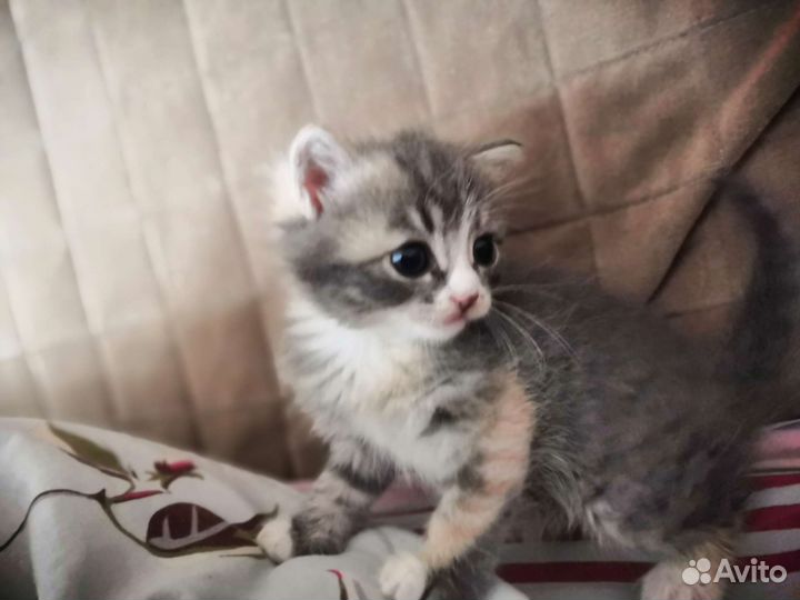 Кошка в дар