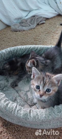 Котята в дар