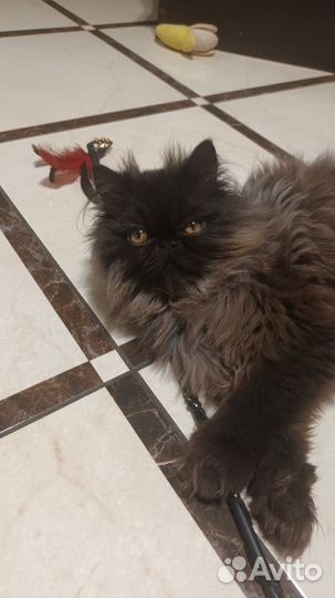 Персидский котик