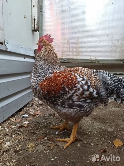 Петухи Билефельдер. Куры Билефельдер