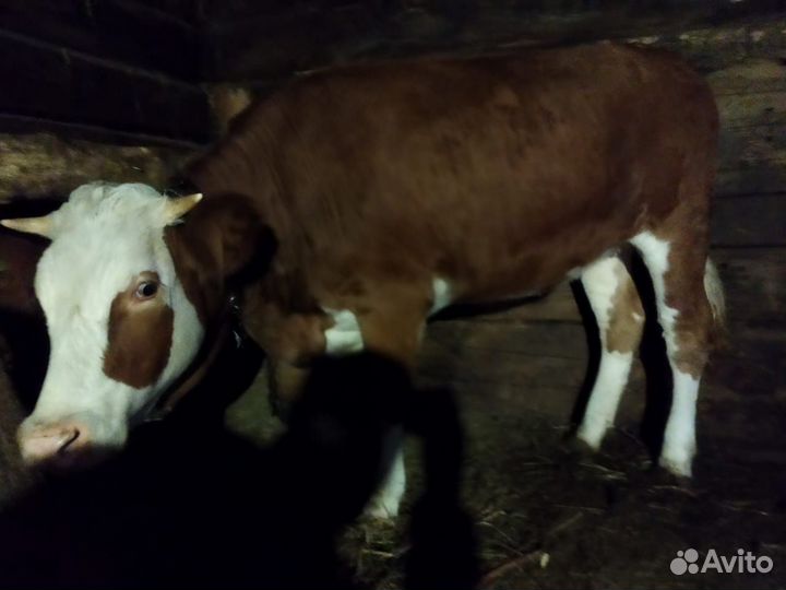 Телки 2 года