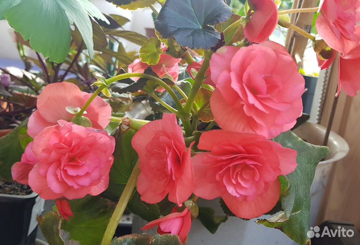 Бегония махровая