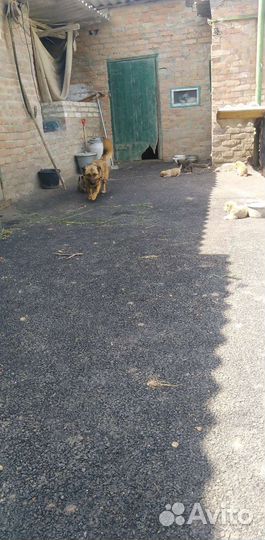 Собаки бесплатно в добрые руки щенки