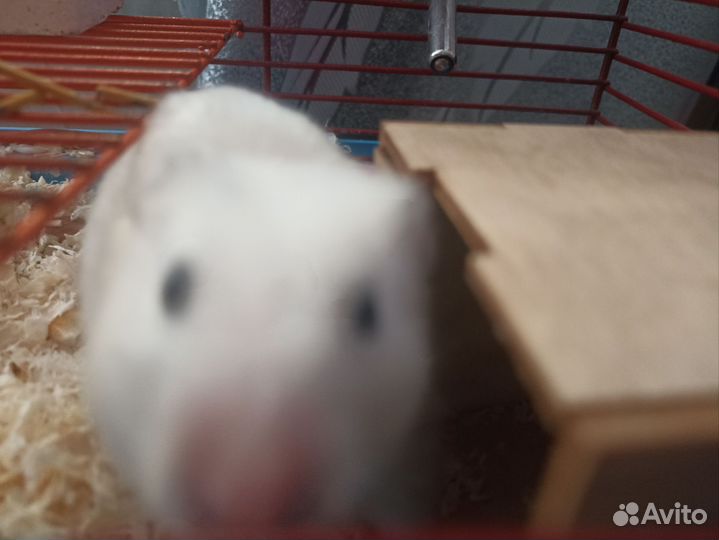 Сирийский хомяк с клеткой