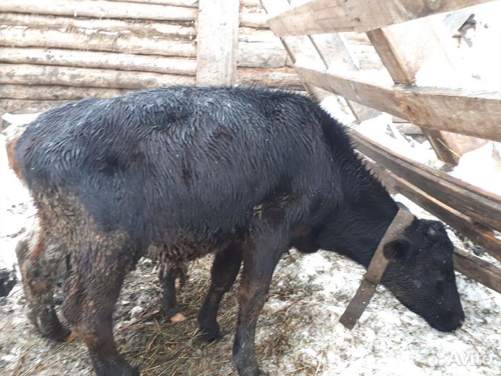 Бычки и телята