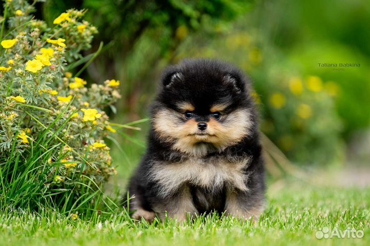 Померанский шпиц